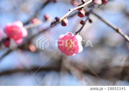 早春の梅の花(紅梅) みつばち 蜜蜂 ミツバチ 梅の花 春 早春の梅の花(紅梅) みつばち 蜜蜂 ミツバチ 梅の花 春 28052141