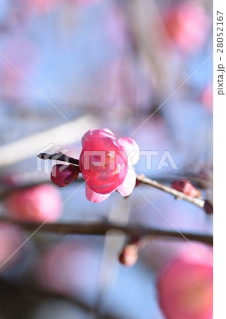 早春の梅の花（紅梅）みつばち　蜜蜂　ミツバチ　梅の花　春 28052167