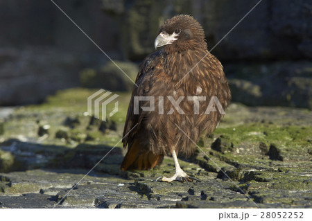 Striated Caracara 28052252