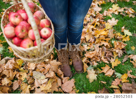 woman with basket of apples at autumn garden 28052503