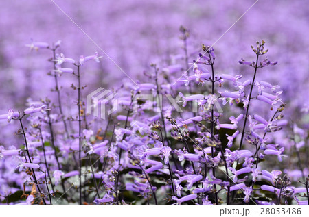 Plectranthus Mona Lavender flowers 28053486