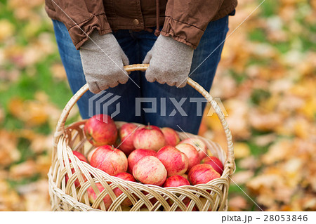 close up of woman with apples in basket at autumn close up of woman with apples in basket at autumn 28053846