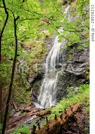Ukraine, Zakarpattia, Rakhiv district, Carpathians, Majestic cascade waterfall in forest 28056252