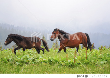 Ukraine, Ivano-Frankivsk region, Verkhovyna district, Carpathians, Chernohora, Horses in mountain pasture 28056265