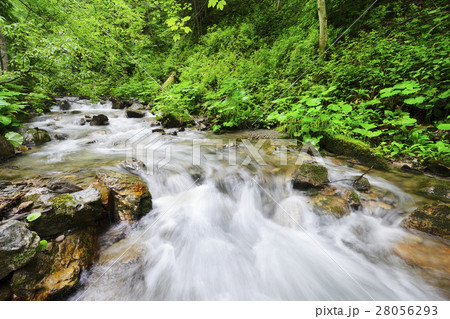 Ukraine, Zakarpattia, Rakhiv district, Carpathians, Stream in forest 28056293
