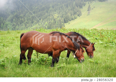 Ukraine, Ivano-Frankivsk region, Verkhovyna district, Carpathians, Chernohora, Horses in mountain pasture 28056320