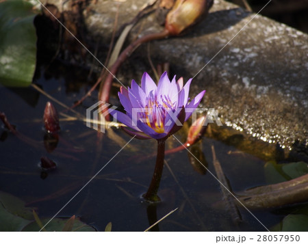 睡蓮の花 沖縄県那覇市国場川沿い 睡蓮の花 沖縄県那覇市国場川沿い 28057950