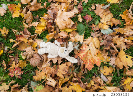 toy rabbit in fallen autumn leaves 28058135