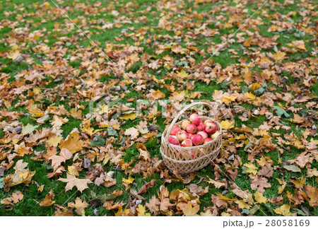 wicker basket of ripe red apples at autumn garden 28058169