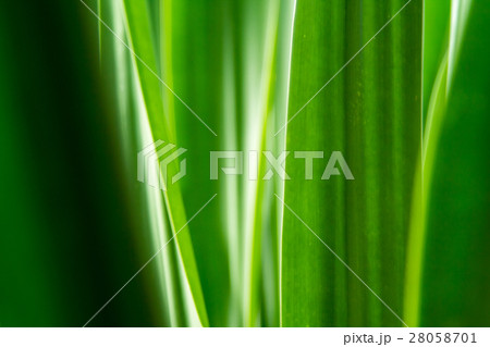 Green leaf background 28058701