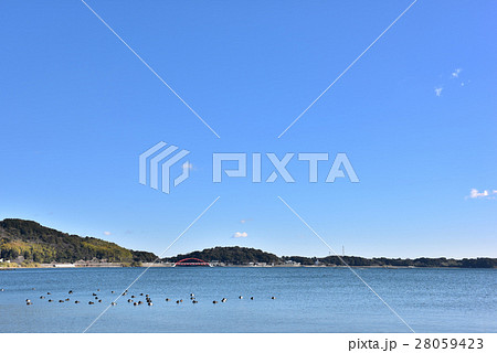 水鳥浮かぶ奥浜名湖の冬 水鳥浮かぶ奥浜名湖の冬 28059423