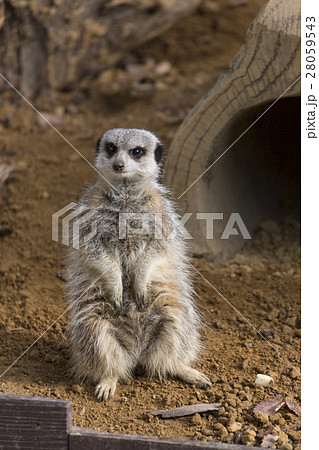 ミーアキャット 28059543