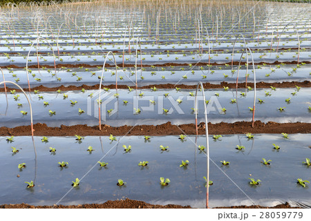 ハウスの準備 28059779