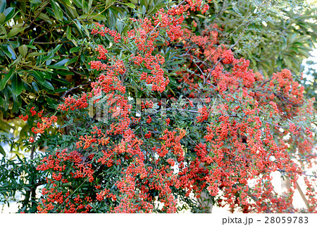 ピラカンサス 28059783