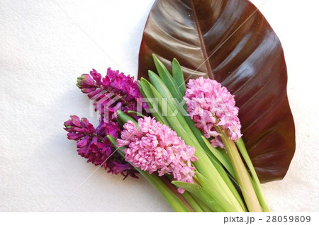 ヒヤシンス 28059809