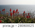 アロエの花が密集する岬 28060025