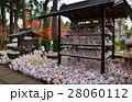 世田谷区　豪徳寺の招き猫（2016.11） 28060112