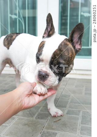 tame French bulldog 28060251
