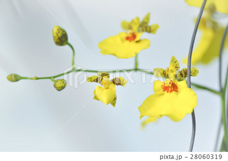 yellow orchid flower ,orchid 28060319
