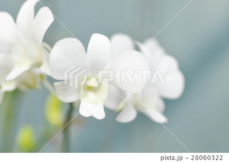 white orchid flower, orchid 28060322