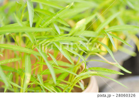 morning glory or swamp cabbage plant 28060326