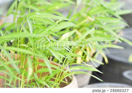 morning glory plant or swamp cabbage 28060327