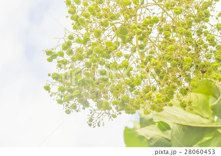 teak seed , teak tree and sky background teak seed , teak tree and sky background 28060453