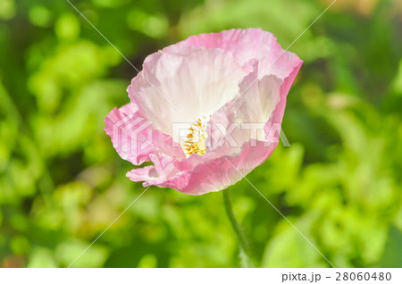 pink poppy in the garden pink poppy in the garden 28060480