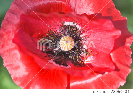 red poppy flower red poppy flower 28060481