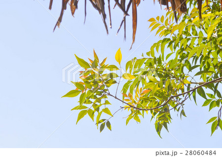 tree ,straw roof and sky 28060484
