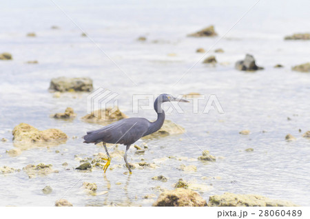 Pacific Reef Egret or Egretta sacra bird  28060489