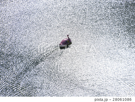 スワンボート 28061086