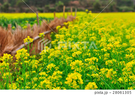 台湾 景色 風景 28061305