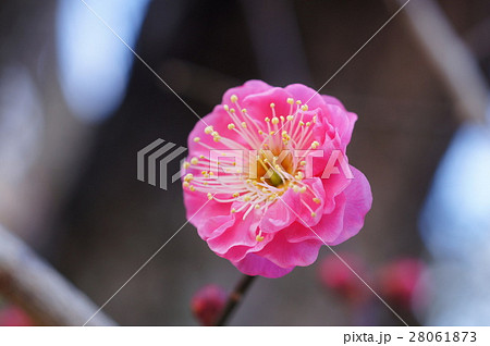 黄色い葯 白い花糸 滴るピンクの花びら カラフルな梅の写真素材