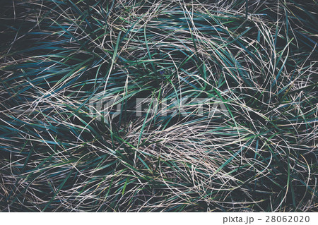 Close-up of fresh organic grasses - in top view 28062020