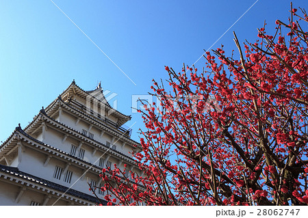梅と島原城 28062747