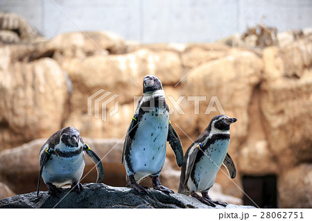 ペンギンのポートレート 28062751