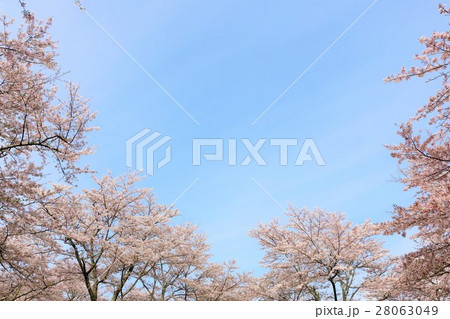 春の青空と満開の桜 28063049