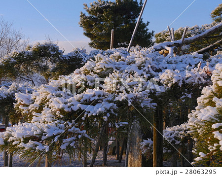 唐崎の松　雪景色　樹氷 28063295