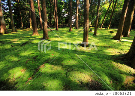古都奈良　唐招提寺の苔庭 28063321