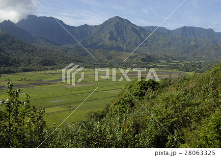 タロイモ畑 タロイモ畑 28063325