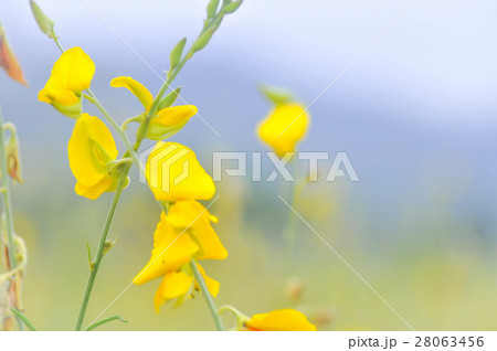 Crotalaria juncea ,Indian hemp or Madras hemp 28063456