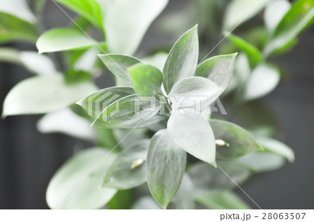 Israeli Ruscus Green leaf 28063507