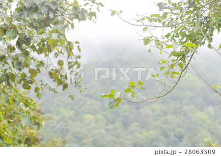 fog and fresh air on the mountain 28063509