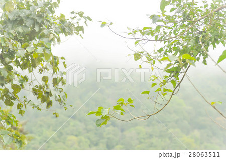 fog and fresh air on the mountain 28063511