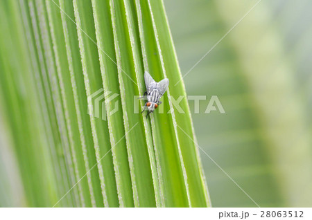 fly or bug on the leaf fly or bug on the leaf 28063512