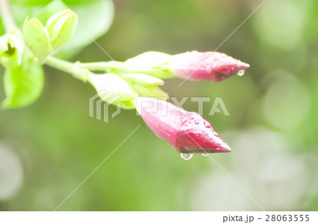 dew drop on Rose dipladenia , Alice Du Pont  28063555