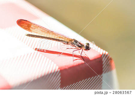 dragonfly on the table dragonfly on the table 28063567