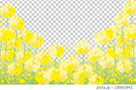 Rape Blossom Background Stock Illustration