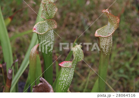 食虫植物サラセニア 食虫植物サラセニア 28064516
